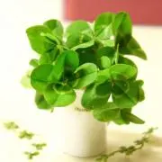 yoriの画像