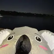 こあらの画像