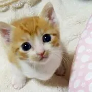 きなこの画像