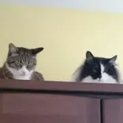 秀(ฅ'ω'ฅ)