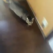 すず