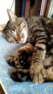 こまっこ(プロフィール読んで下さい)の画像