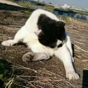 にゃにゃまるの画像