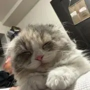 スコ　出品停止中