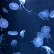 SHEERの画像