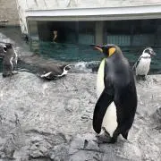 ほっとゆうの画像