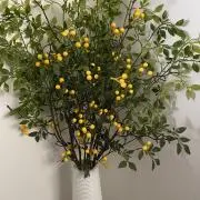 Sachi ．の画像