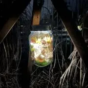 tamaoの画像