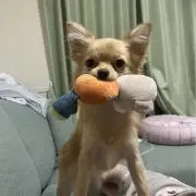 とんかつ　即購入可能の画像