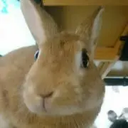 バックル