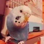 Nanamiの画像