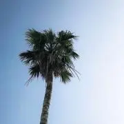 ハワイアン太郎