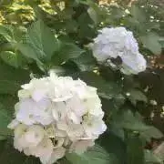やーまる。
