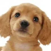 ななんの画像