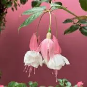 みぃ〜さや