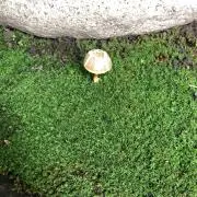 ユウタの画像
