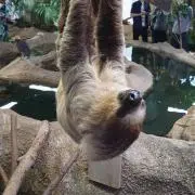 ニアの画像
