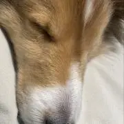 にわとりのたまご