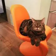ヒラの画像