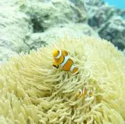 Carrotsの画像