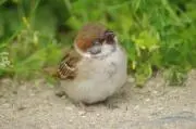 かず(ΦωΦ)　※発送は土曜日です^_^の画像