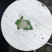 ありの画像