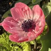 那智の画像