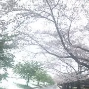 たんぽぽの画像