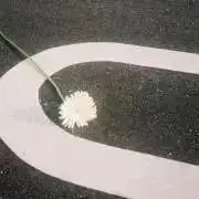 のんの画像