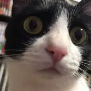 みゃあ
