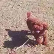 しっぴの画像