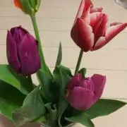ココの画像