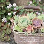 きのこの画像