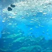 リョウ