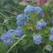 紫陽花☆の画像