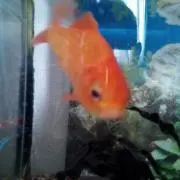 やっさんの画像