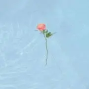 misの画像