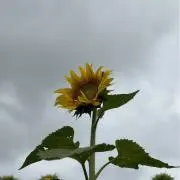 淼の画像