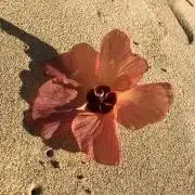 ★.y お値下げ交渉可能の画像