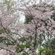 たば