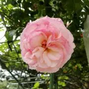 pink rose
