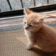 よたろう