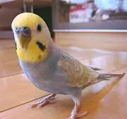 ポポの画像
