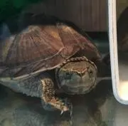 ももまる