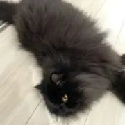 おはぎの画像