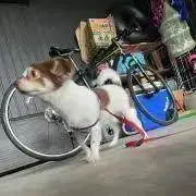 はの画像