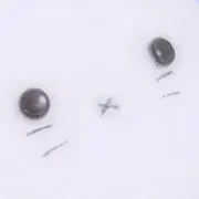 neoの画像