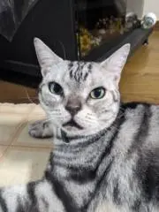 CHOBIN ★の画像