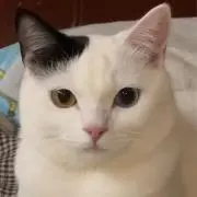 アンジェラの画像
