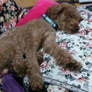 がっちゃん
